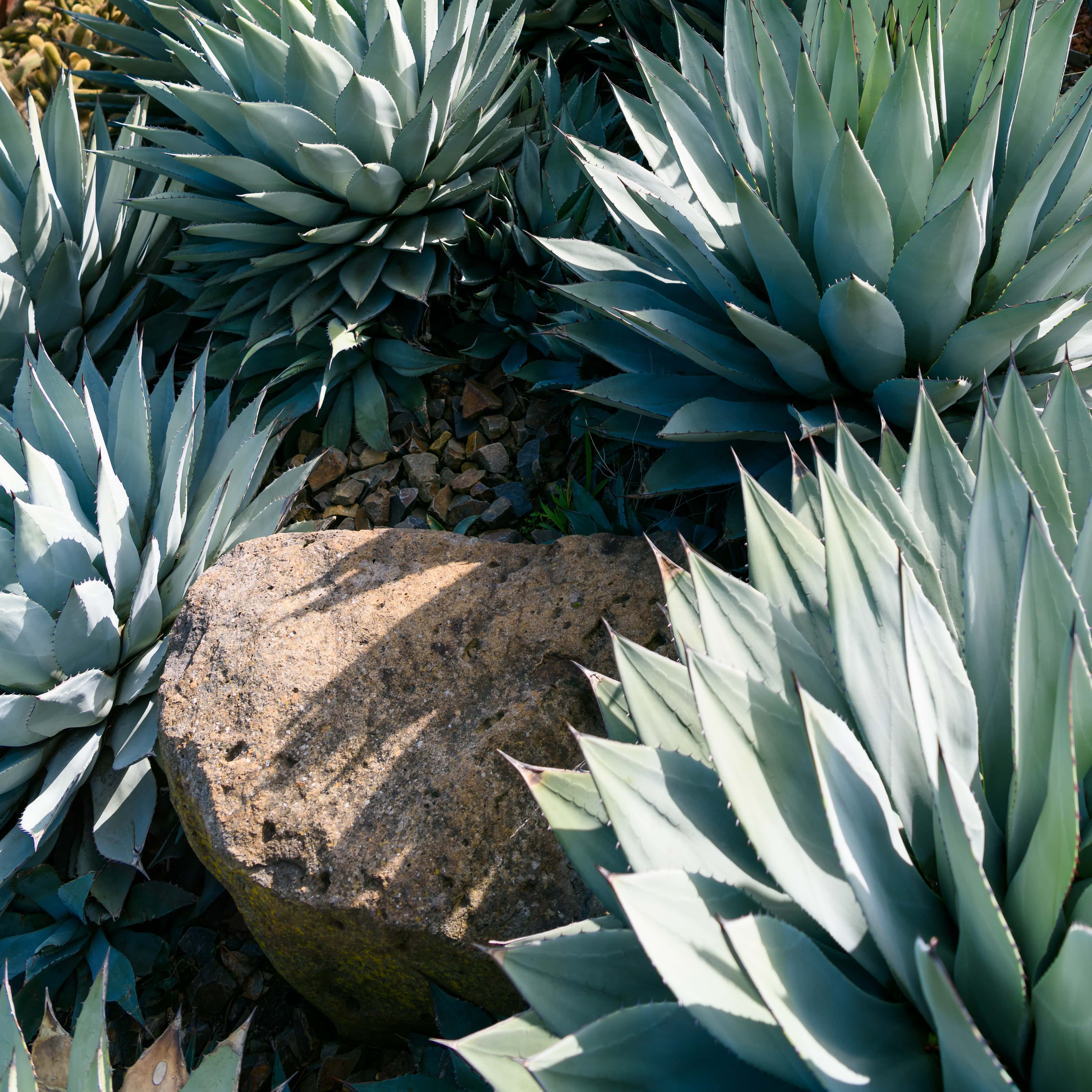 Agave plant