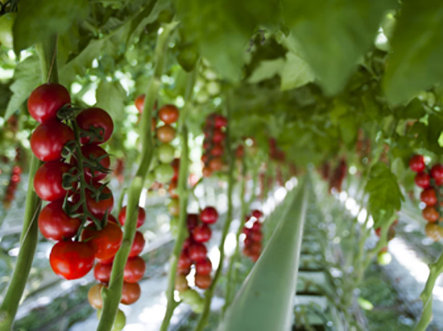 Tomato Farm Image
